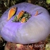 anemonefish_pink_jr_mb_h_0247_png3657.jpg